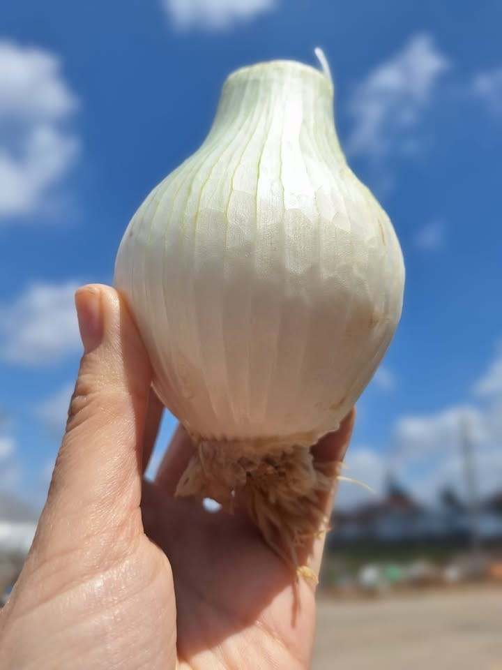 בצלי פנינה - התוספת המושלמת למטבח שלך!