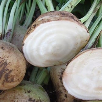 סלק לבן אורגני