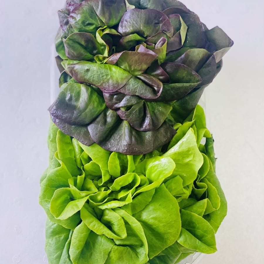 חסה סלנובה הידרופוני מארז 2 ראשים