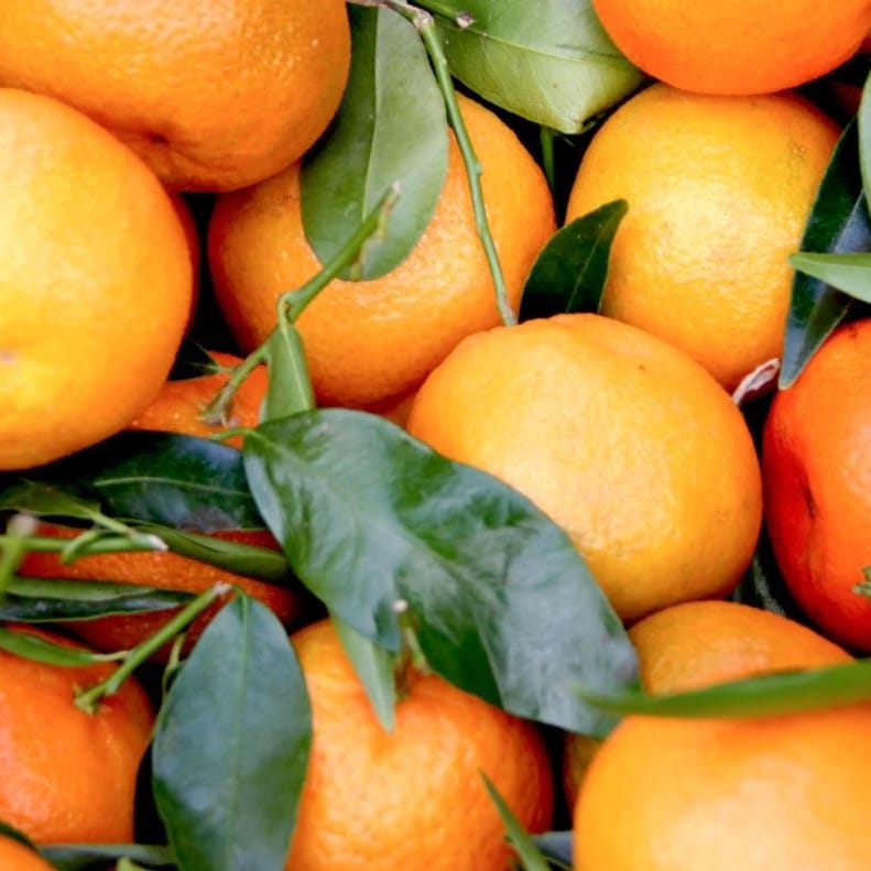 קלמנטינה מזן אורה אורגנית