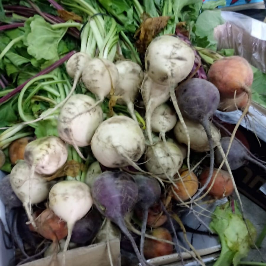 צרור סלק צבעוני עם עלים אורגני