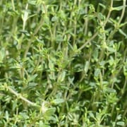 קורנית ריחנית. מופלא עם הכל כמעט. באריזת איכות לשמירת הטריות והאכת חיי המדף