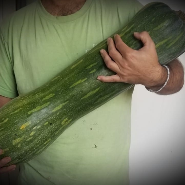 דלעת נאפולי אורגנית