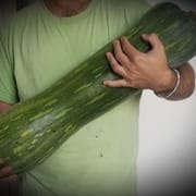 טעימה ומתוקה, טובה לבישול במרקים. 3-5 ק