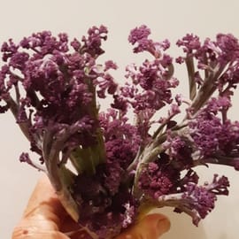 כרובית פיורטי- שילוב של כרובית וברוקולי, טובה לצלייה בתנור