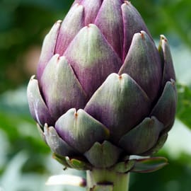 ארטישוק שנקטף מוקדם, לא מכיל סיבים קשים לכן אפשר לאכול אותו כמעט בשלומותו. יש להסיר מספר עלי