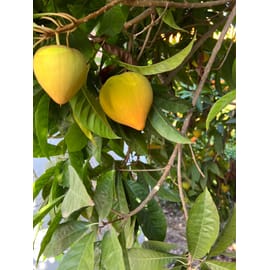 מגיע בוסר ומבשיל לאחר כמה ימים, מארז כ-400 גרם