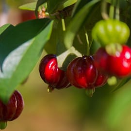 פרי בטעם חמוץ ומתוק, מוצאו ברזיל, מארז כ-125 ג'. ללא ריסוס על הפרי