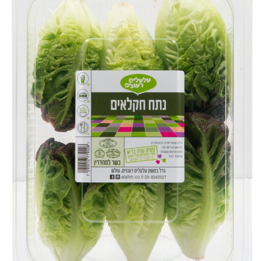 נתח חקלאים הידרופוני