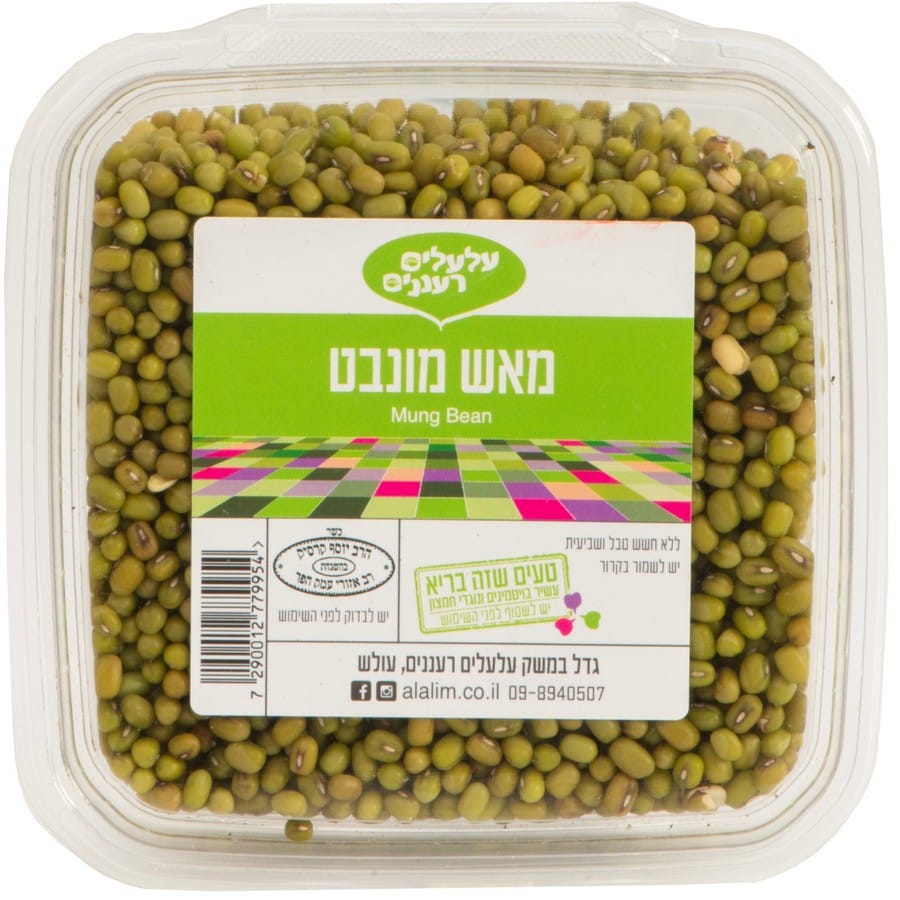 שעועית מאש מונבטת