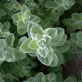 מרכיב מרכזי בתערובת הזעתר המפורסמת. באריזה לשמירת הטריות