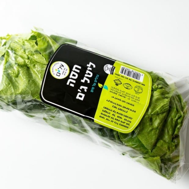 חסה ליטל ג'אם הידרופוני