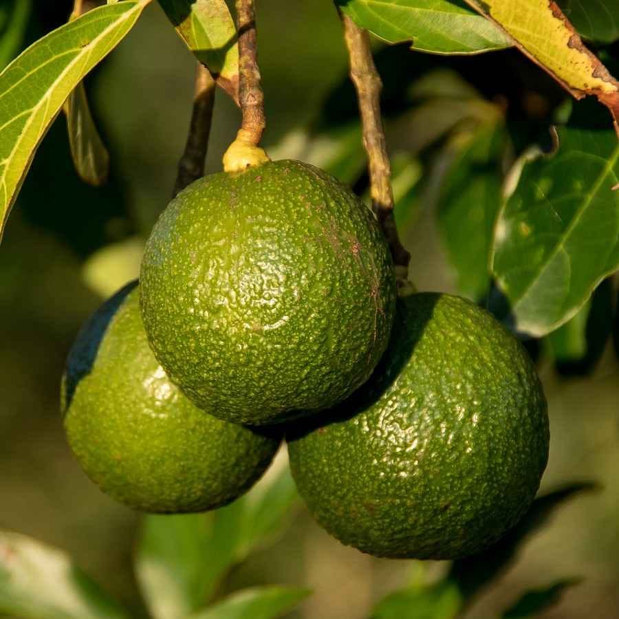 אבוקדו זן ריד