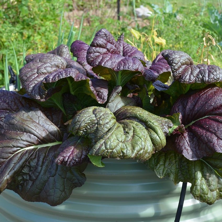 עלי חרדל יפני אורגניים