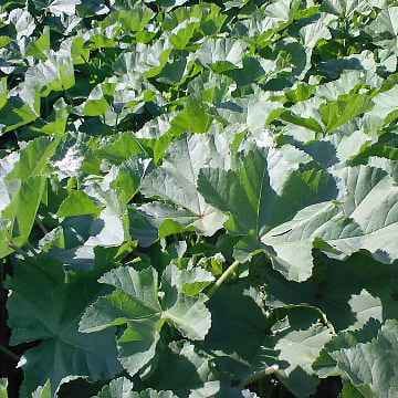 חוביזה (חלמית) אורגנית