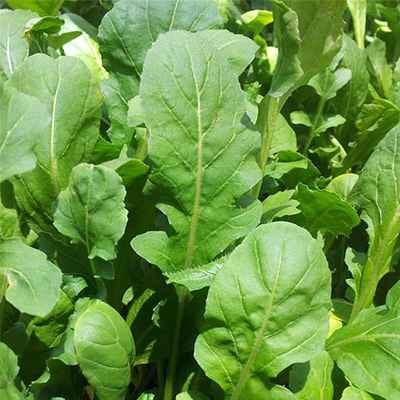 רוקט אורגני שקית