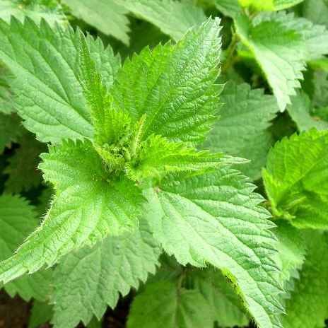 סרפד אורגני