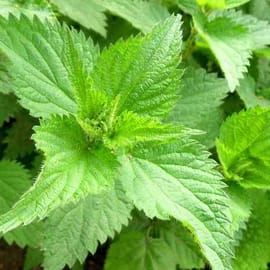 בריא מאד. נפלא בתבשילים וסלטים