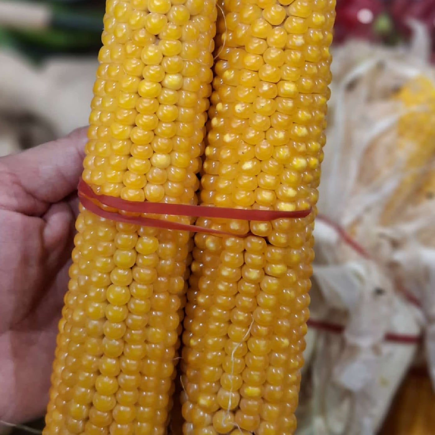 תירס טרי לפופקרן אורגני