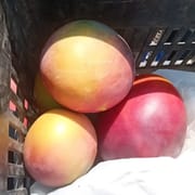 גדל באלמגור.מעט סיבים. מתיקות עדינה