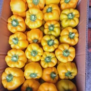 מגיעים לעיתים עם מעט ירוק. מתרככים מהר בעונה הזו. קטנים בעיקר