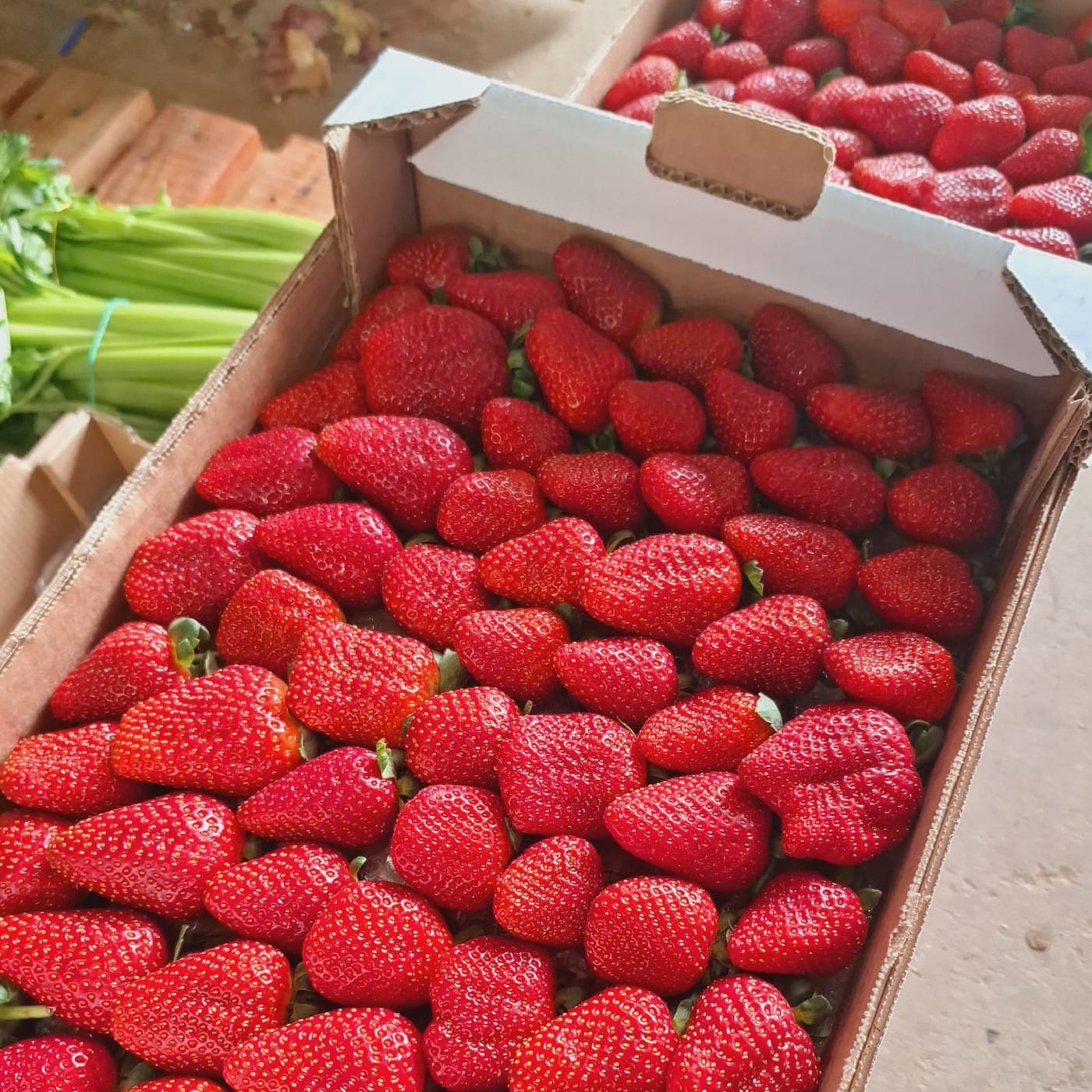 קרטון תות שדה