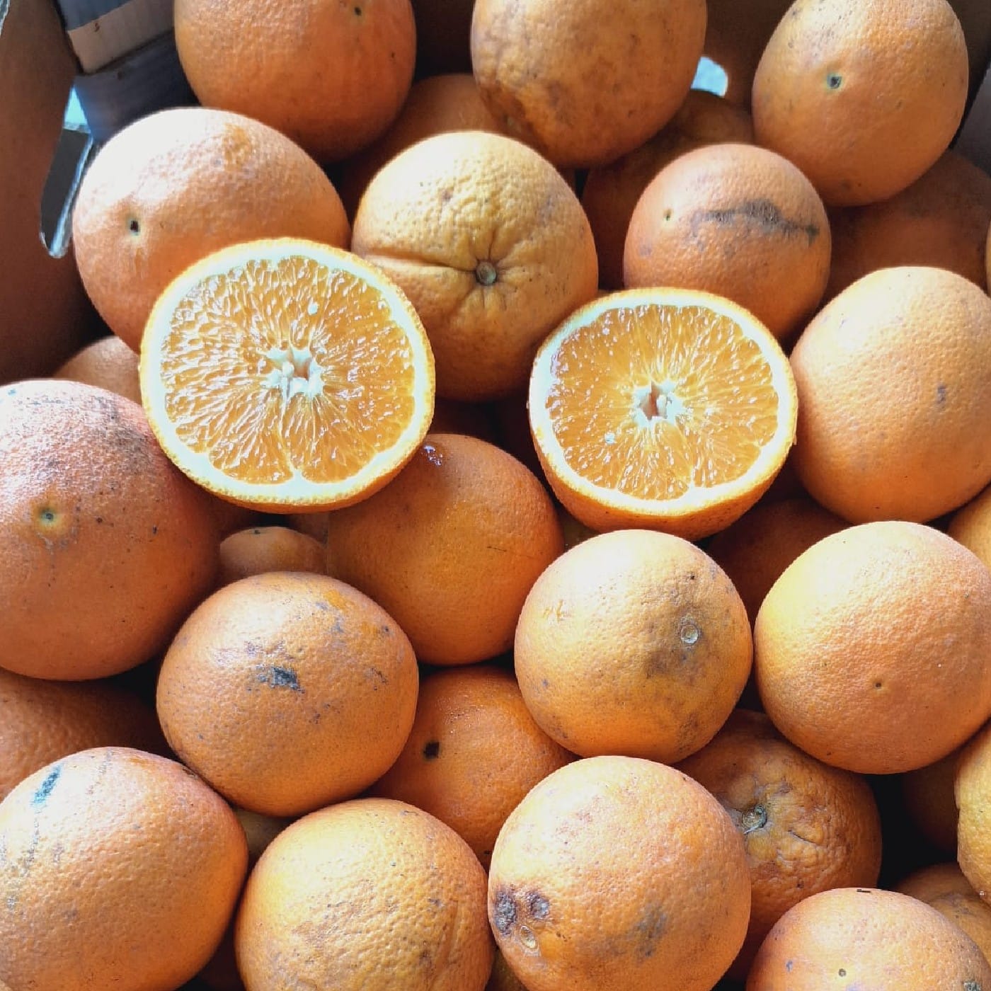 תפוז טבורי סמי אורגני