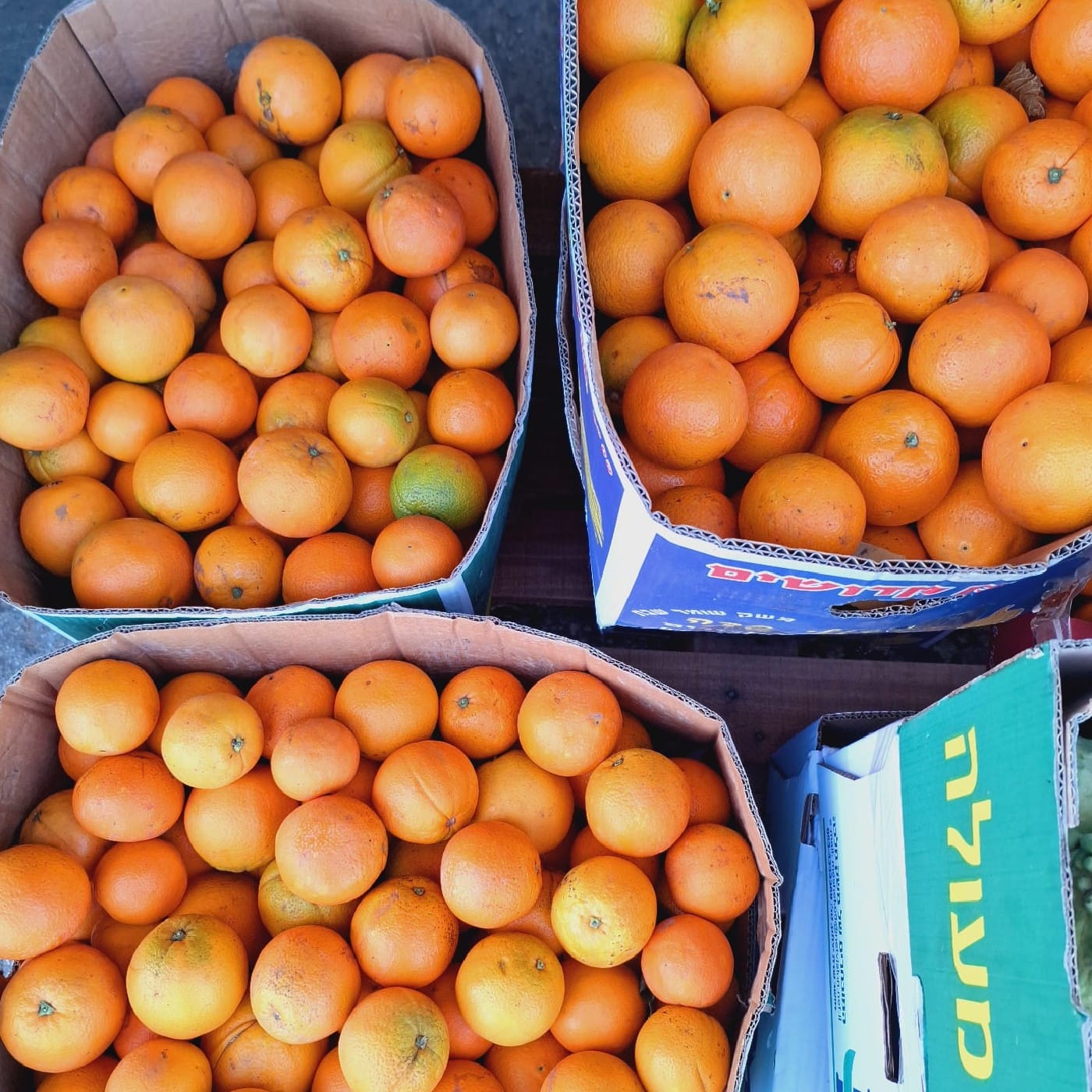 תפוז טבורי למיץ
