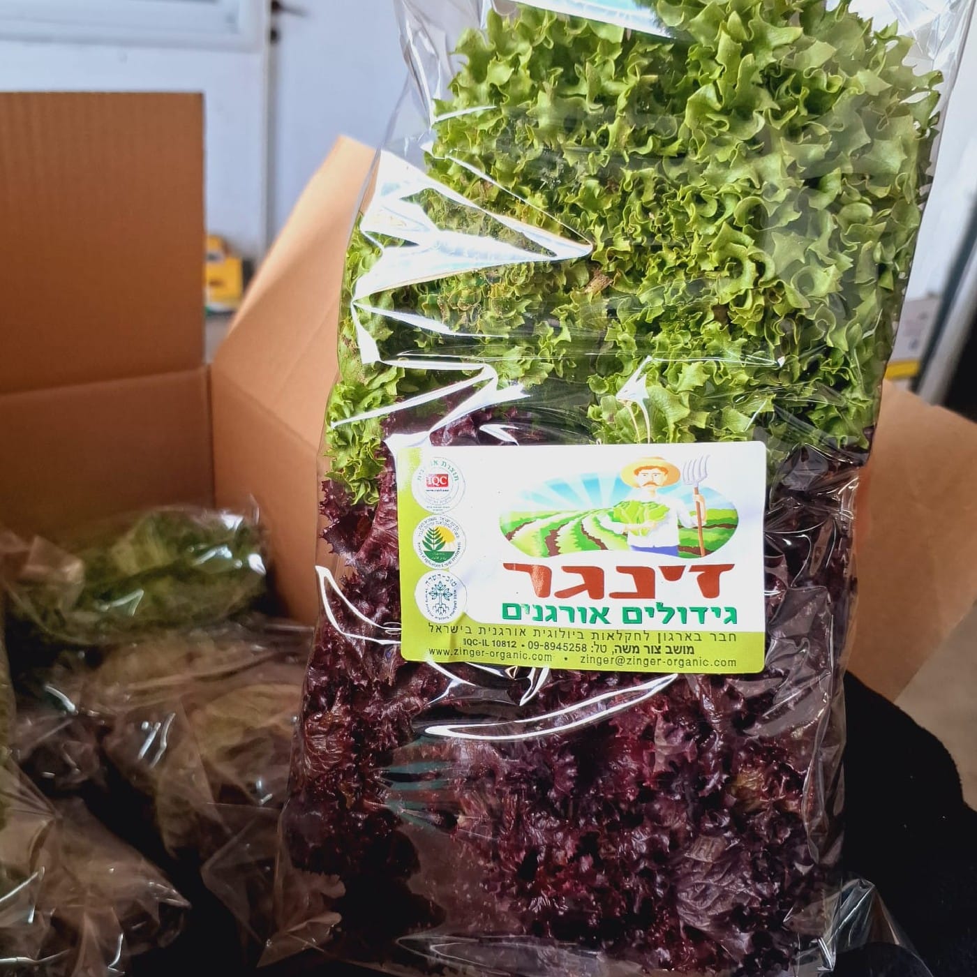 חסה לאליק אורגנית זוג