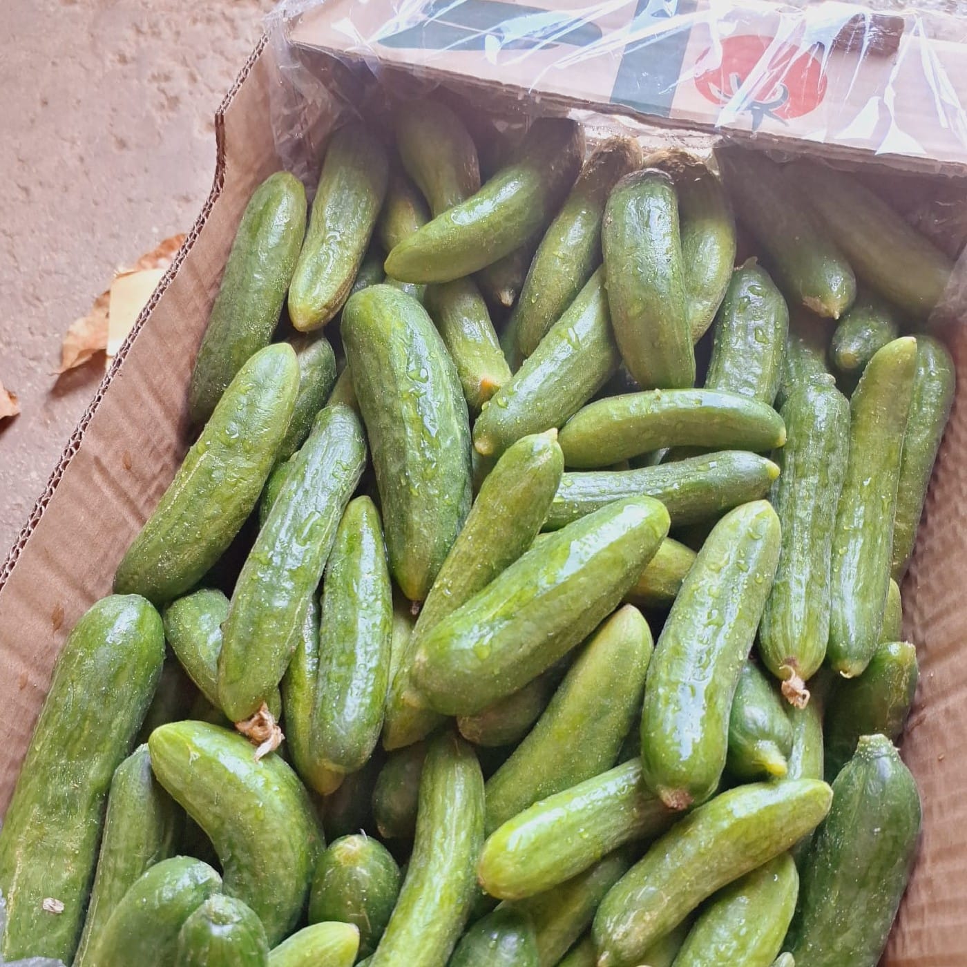 מלפפון בלאדי