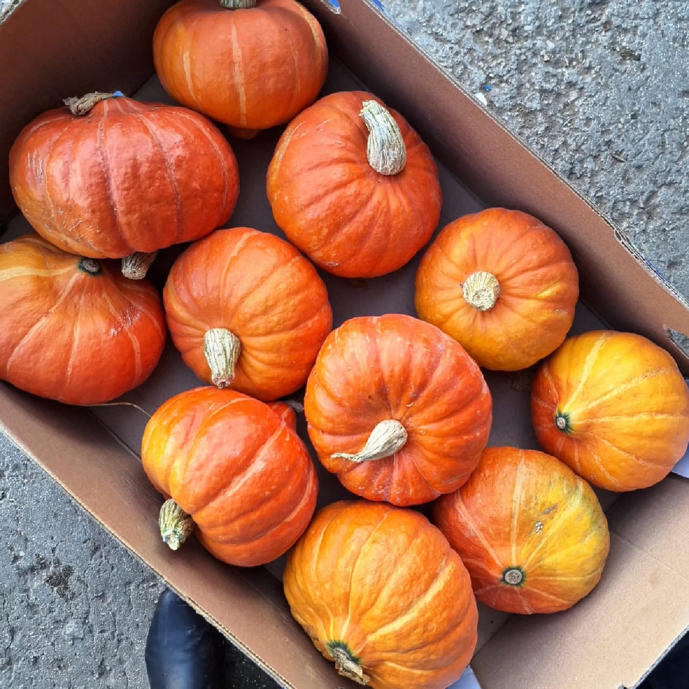 דלעת יפנית אורגנית