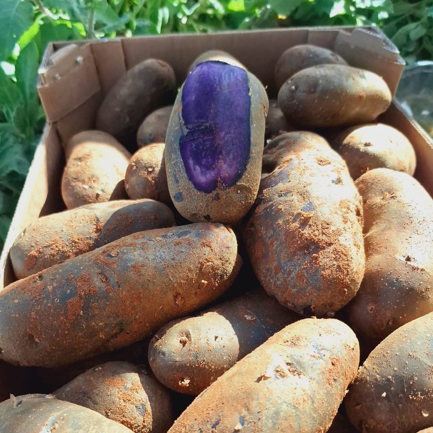 תפוח אדמה סגול