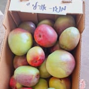 מעט-ללא סיבים. ללא הבחלה. מתיקות עדינה. נקטף סגול-ירוק מבשיל לאדום-צהוב