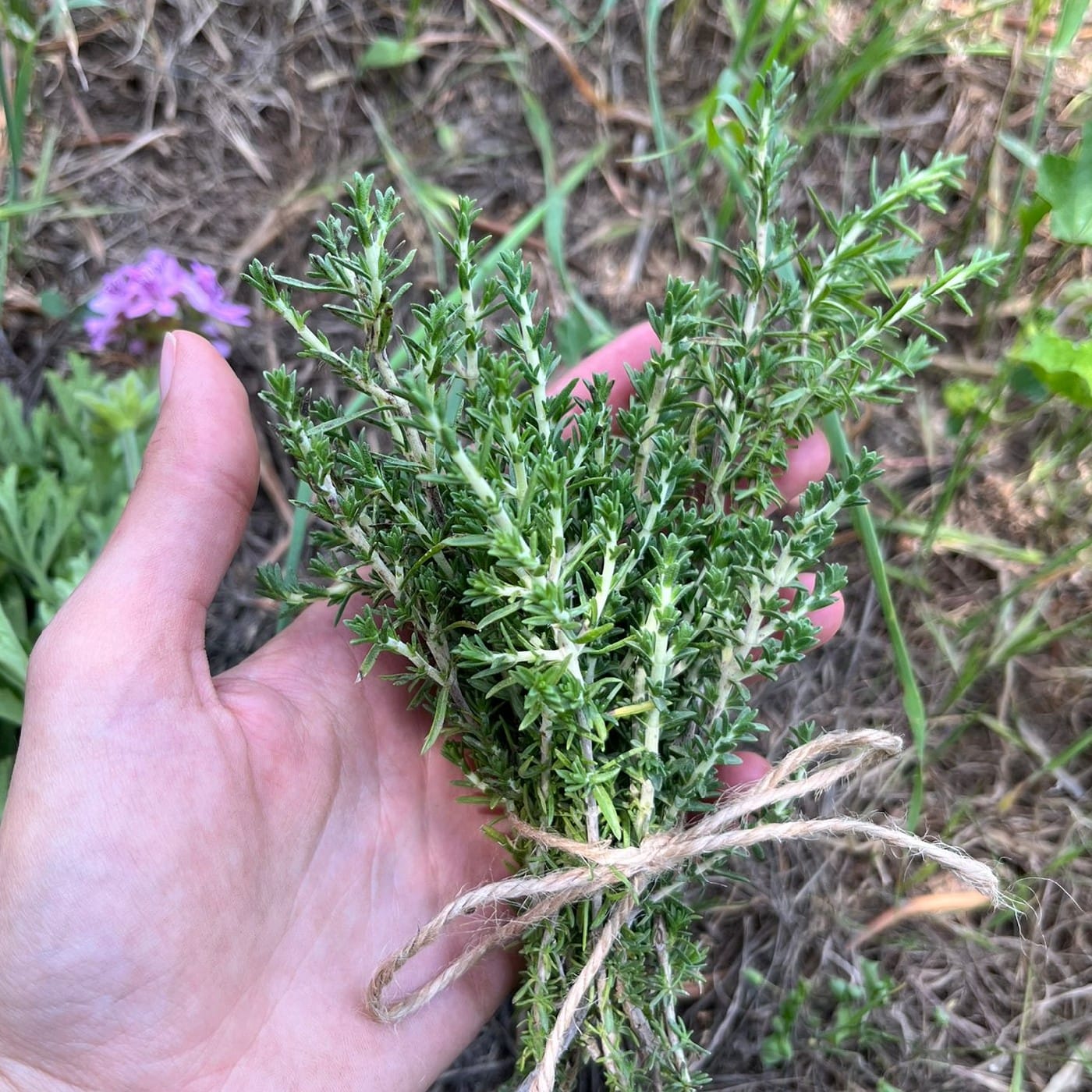צרור קורנית מקורקפת אורגנית