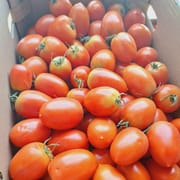 עגבניה מעולה לבישול. מוכרת בישראל גם כזן זוהרה