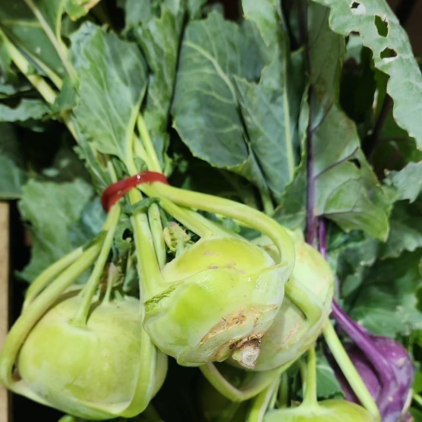 צרור בייבי קולורבי אורגני