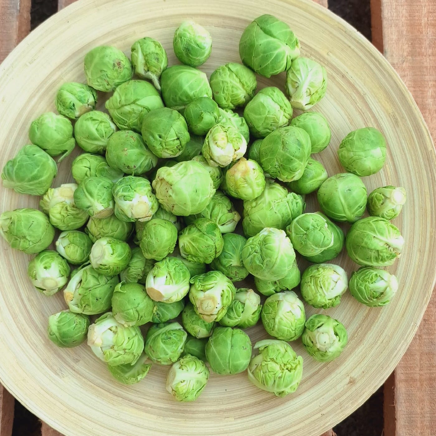 כרוב ניצנים אורגני