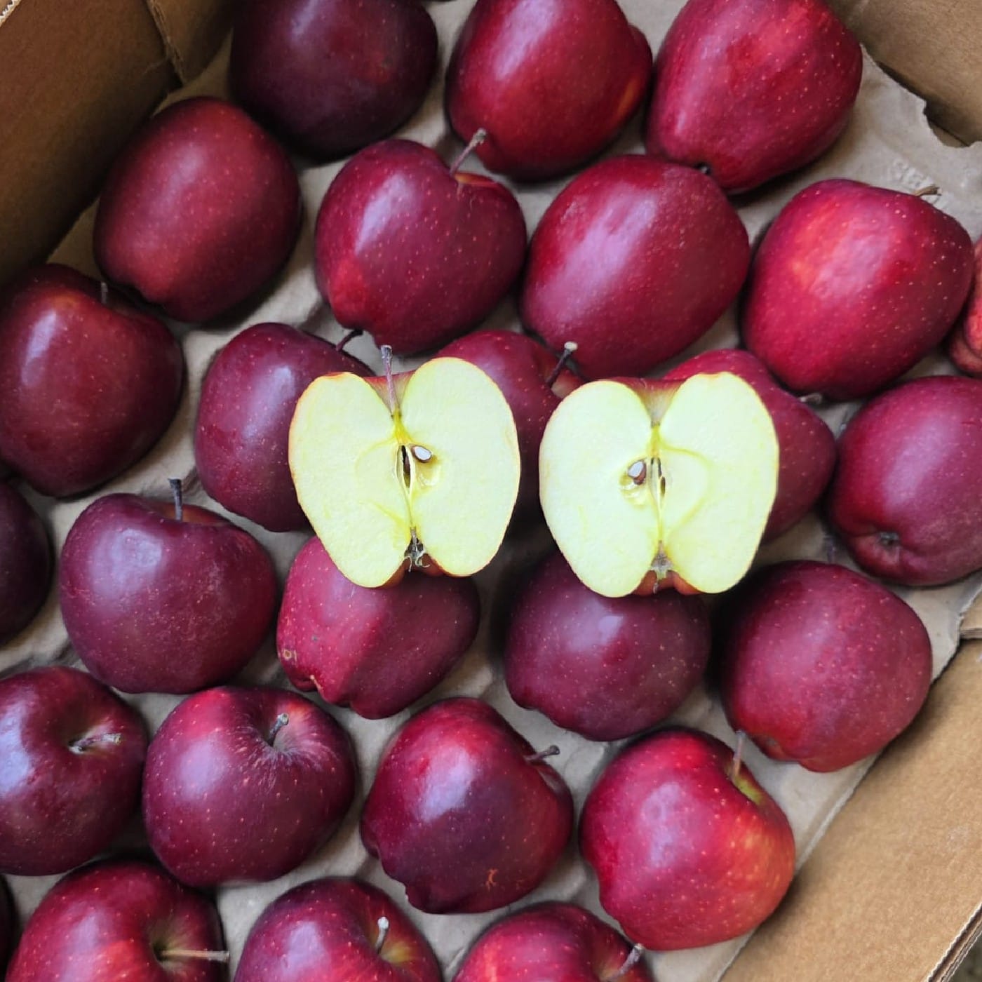 תפוח עץ חרמון אורגני