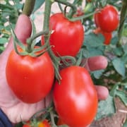 עגבניה מעולה לבישול. מוכרת בישראל גם כזן זוהרה