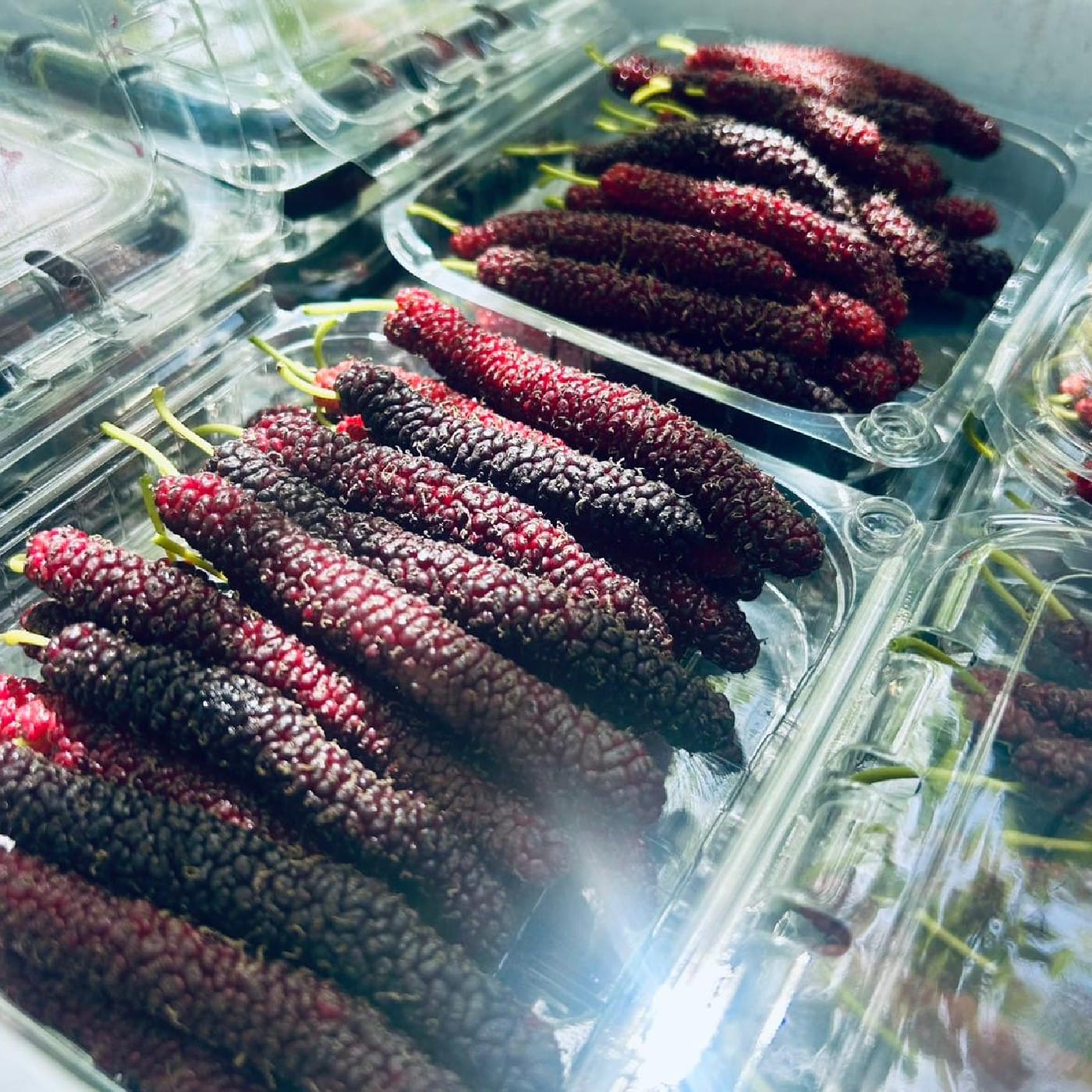 מארז תות עץ פקיסטני