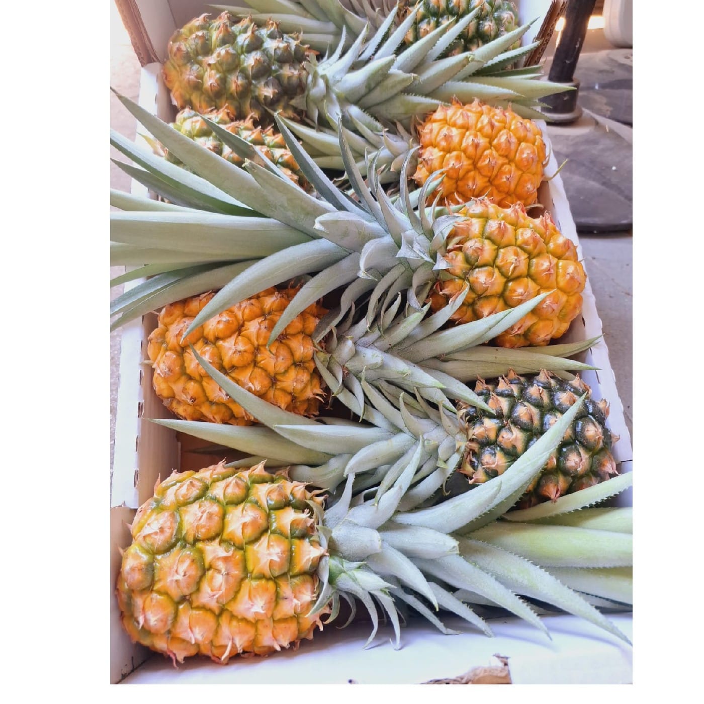 אננס ישראלי MD2 קטן (גודל 8)