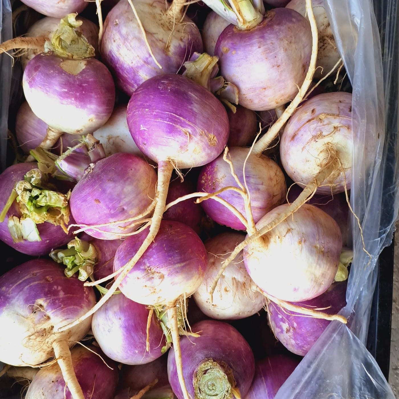 לפת סגולה אורגנית