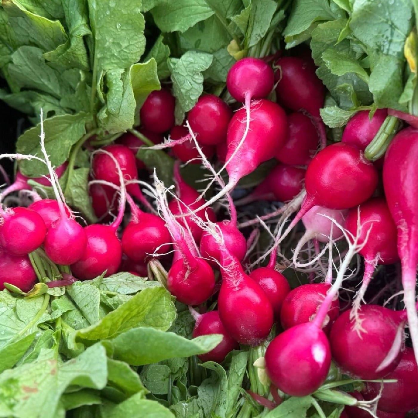 צרור צנונית אורגנית