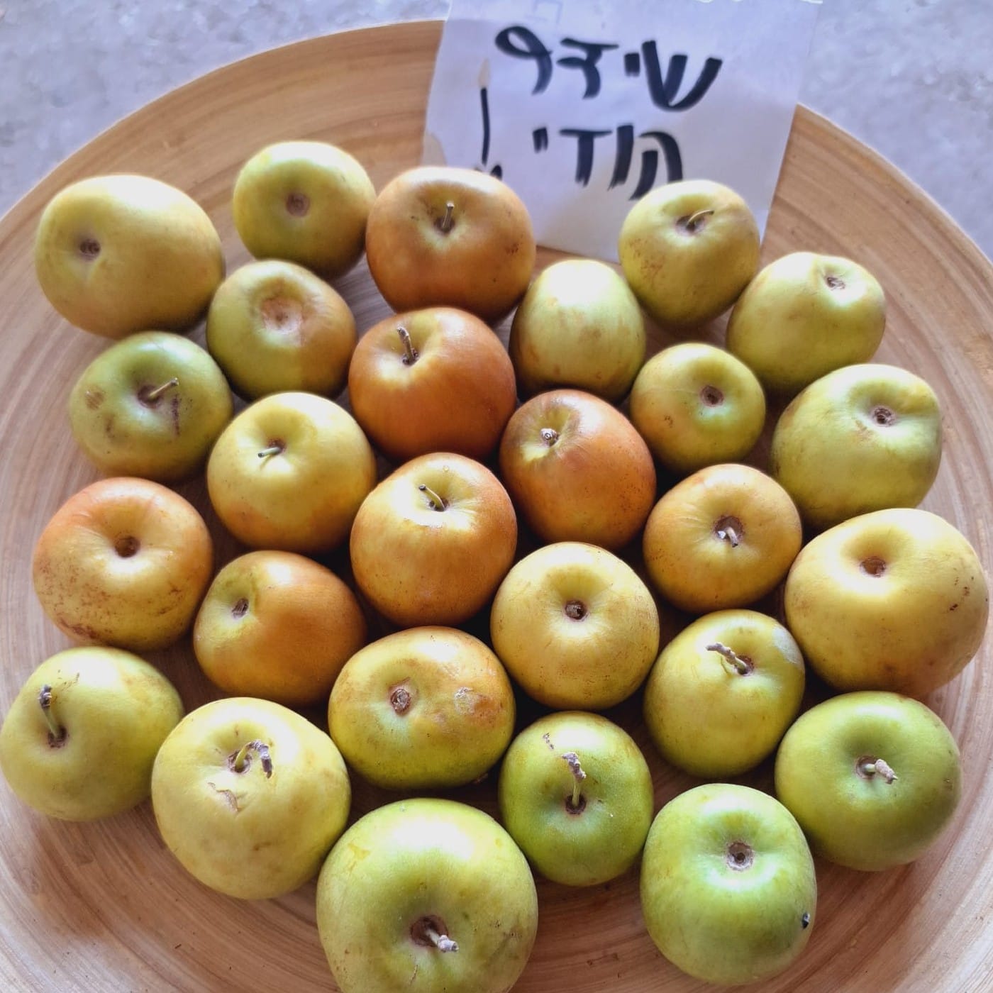 שיזף הודי