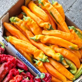 מוכר גם כפלפל רמירו פלפל ארוך ומתוק. הכתום בדר