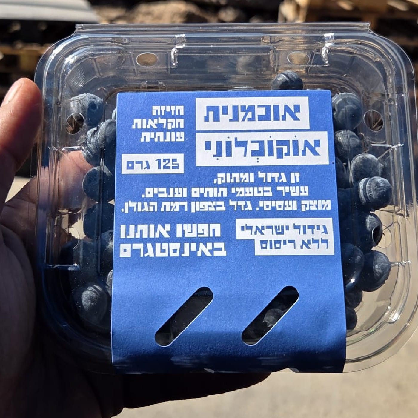 אוכמניות תוצרת הארץ 