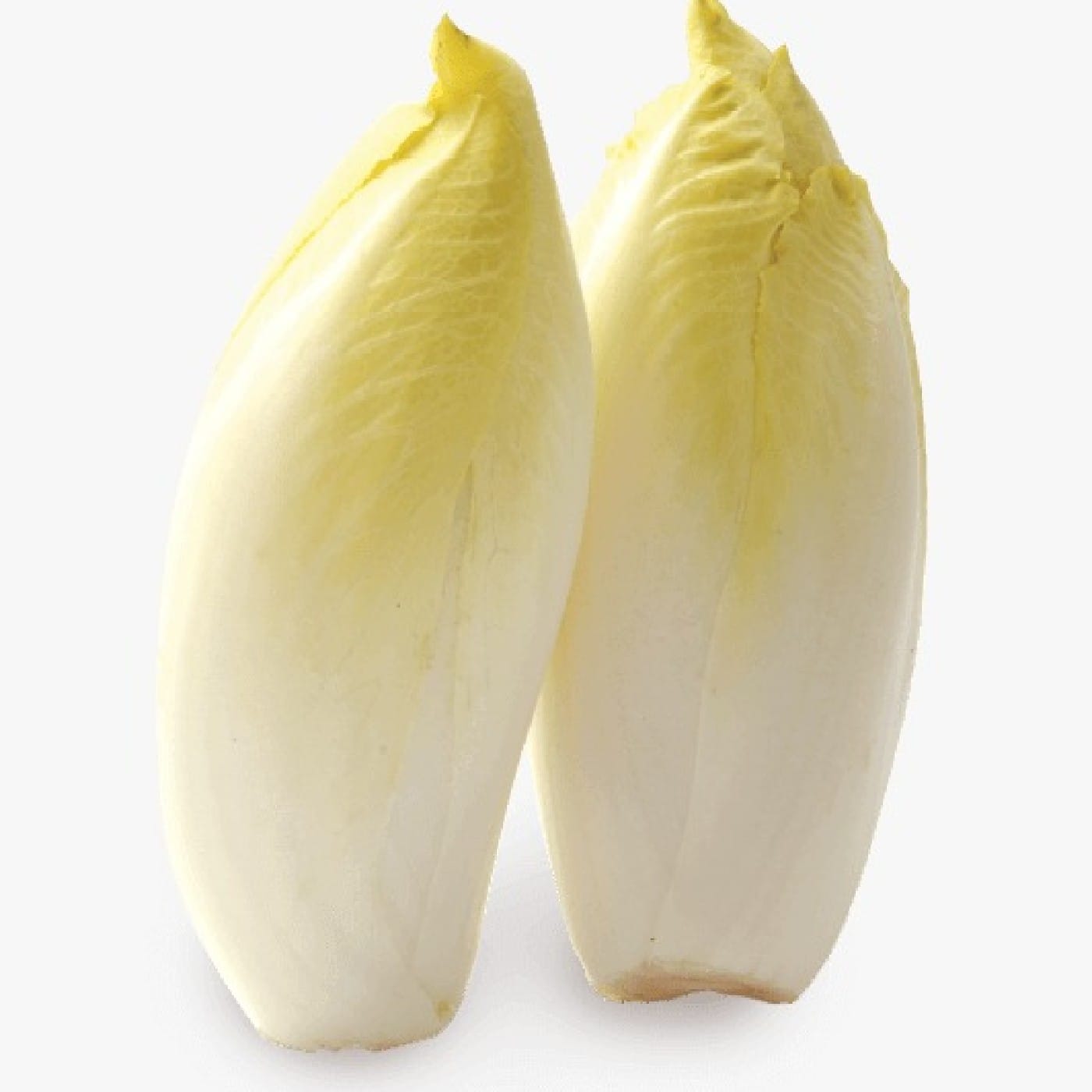 אנדיב ירוק מהדרין