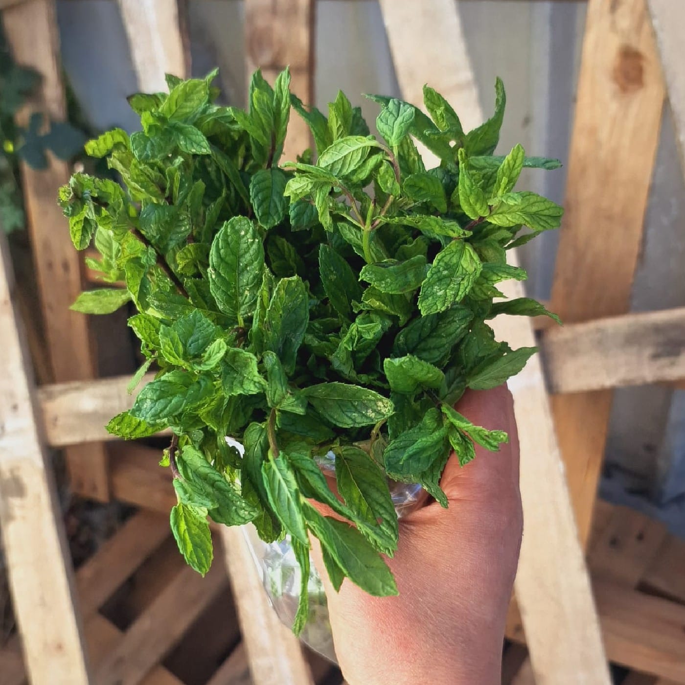 נענע אורגנית