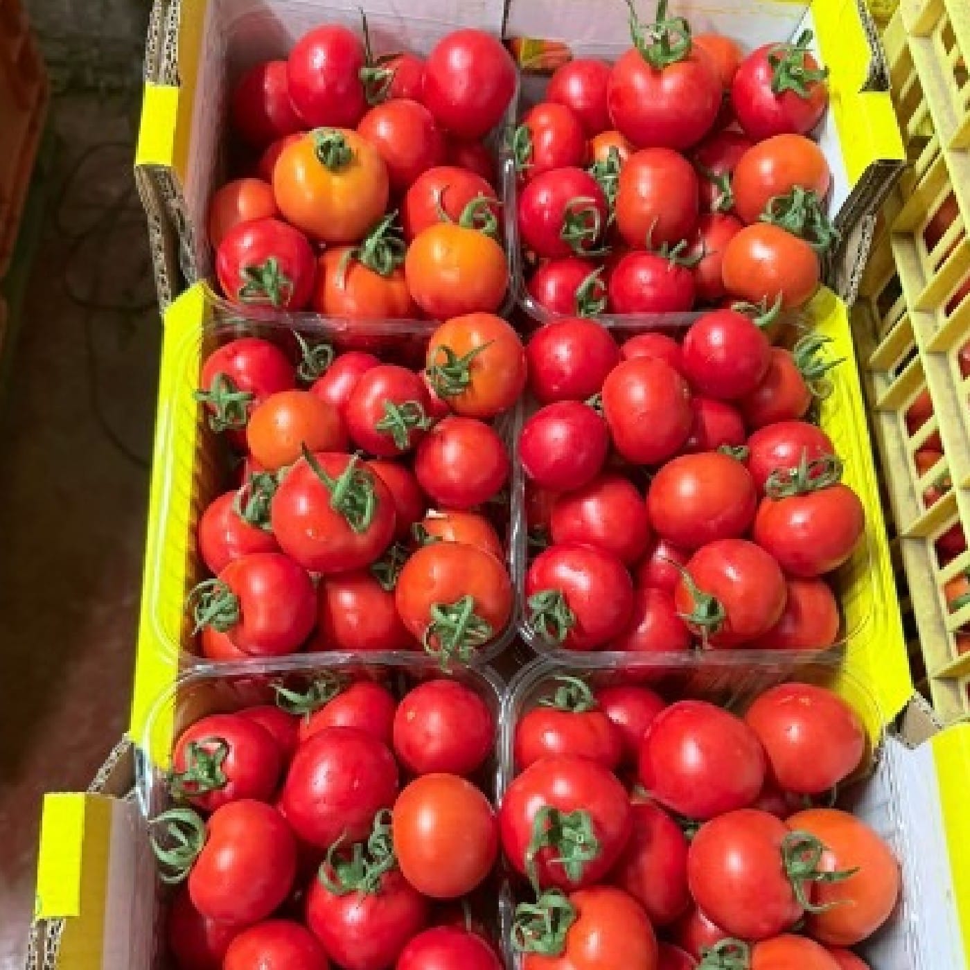 עגבניות 