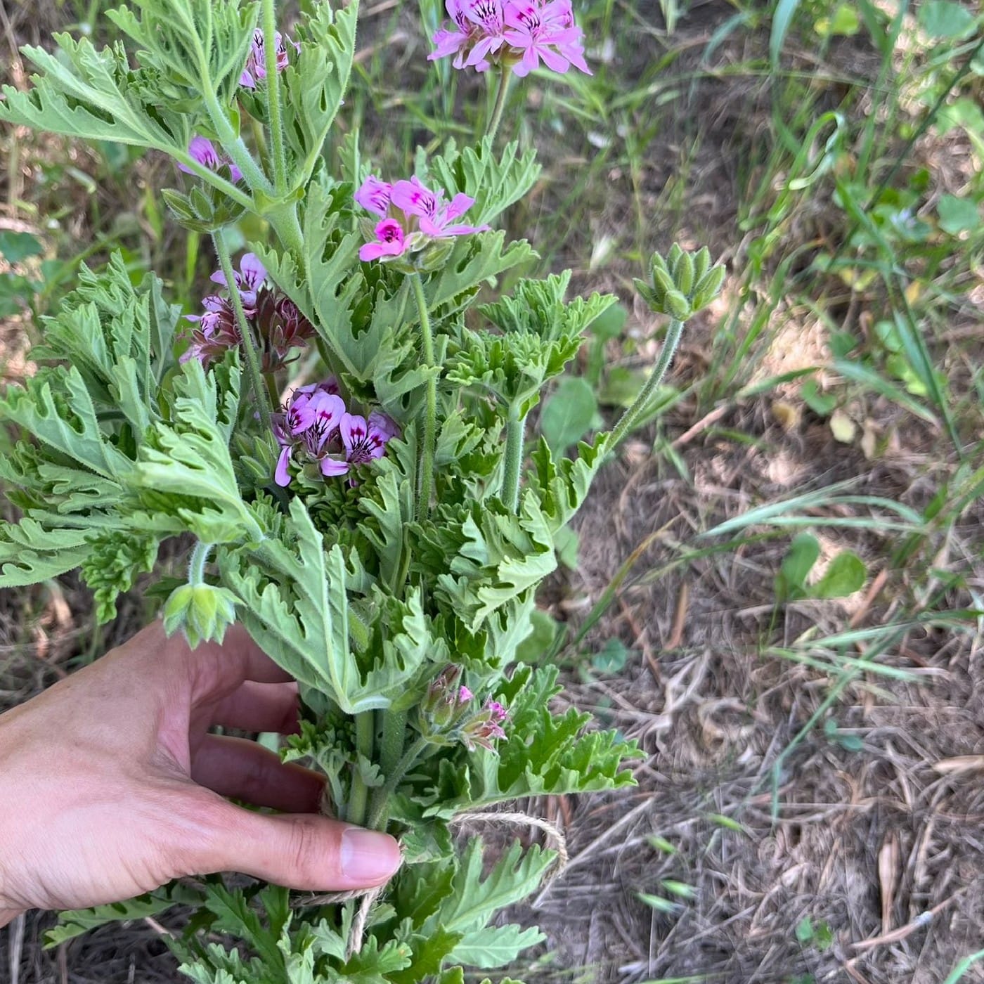 צרור פלרגוניום חריף אורגני